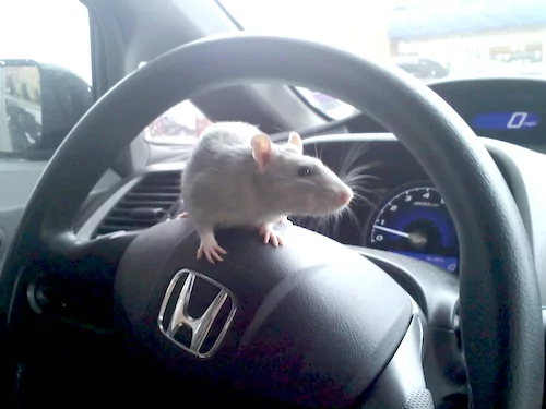 How to get rid of mice urine smell in vehicle