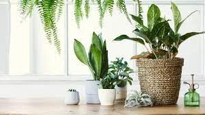 Use indoor plants to increase oxygen level